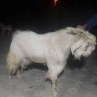 دوعدد نری بزرگ چاق|حیوانات مزرعه|بم, |دیوار
