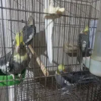 عروس با جوجه