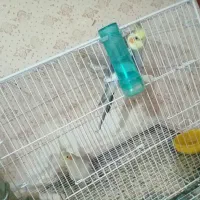 قفس خالی ندارم با عروس هست