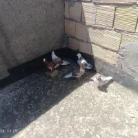 کفتربوم بلند