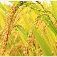 زمین برنج کاری چیتاب
