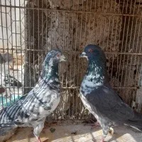 چند عدد کبوتر|پرنده|ماهدشت, |دیوار