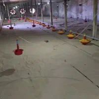 مزرعه پرورش بوقلمون واقع در استان البرز|فروش دفتر صنعتی، کشاورزی، تجاری|پلنگ آباد, |دیوار