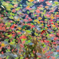 کالر 30 تا بخر 60 تا ببر|ماهی|مشهد, دوست آباد|دیوار