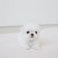 توله سگ جیبی عروسکی مالتیز|سگ|تهران, جنت‌آباد جنوبی|دیوار