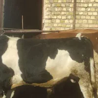 گوساله چاق سیمینتال|حیوانات مزرعه|خلجستان, |دیوار