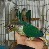 گرینچیک تراکیویس