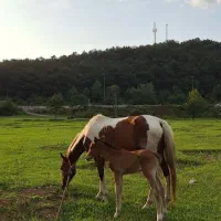 سلام مادیان ۵ساله خطو خال میزان بایک کره نریان