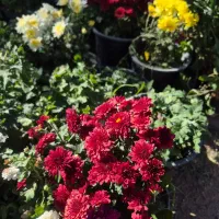 گل داوودی و فصلی *گلخانه من *