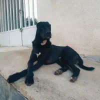 سگ قره سرابی نر گله ای