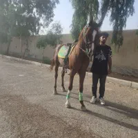 درخدمتون هستم