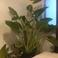 درخت بابا ادم