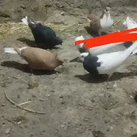 کبوتر طوقی و دم سفید