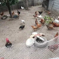 فروش خروس ومرغ ۶ماه