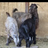 فروش دو راس بز  دوکهره ای|حیوانات مزرعه|طسوج, |دیوار