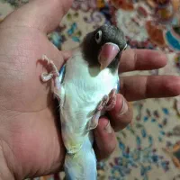 برزیلی نر فیشر نیمه دستی|پرنده|هشتگرد, هشتگرد قدیم|دیوار