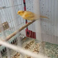 قناری نر مست مست شلاقی|پرنده|اصفهان, آبشار|دیوار