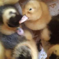 فلکسی لوهمن ایرانی خارجی جوجه دورگ گوشتی|حیوانات مزرعه|چابهار, |دیوار