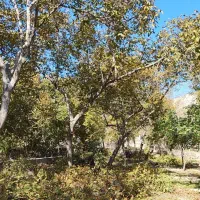 خرید درخت و هرس|خدمات باغبانی و درختکاری|اسکو, |دیوار