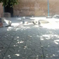 کفتر