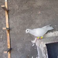 پاکستانی نر|پرنده|نوده انقلاب, |دیوار