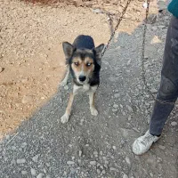 سگ هاسکی خانگی