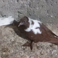 جوجه ککیلی ومادرش|پرنده|اردبیل, |دیوار