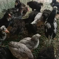 فروش نیمچه گلین سن دوماهه