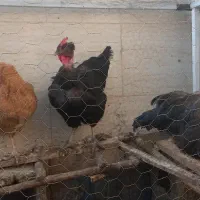 مرغ تخمگذار