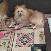 سگ پامر روباهی 1 ساله|سگ|شاهینشهر, مسکن مهر|دیوار