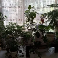 گل و گلدان طبیعی