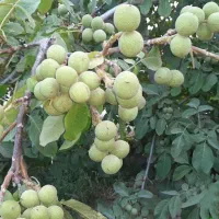 ارائــه نهــال به صورت تضمیــنی|خدمات باغبانی و درختکاری|شهرکرد, |دیوار