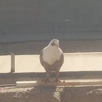 کربلایی|پرنده|مشهد, بهارستان|دیوار