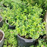 کوفیا یا گل مرجانی سطل ۱۰|گل و گیاه طبیعی|واجارگاه, |دیوار