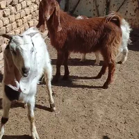 بزغاله پاکستانی نر