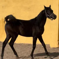 کره نریان عرب مصری ۲سر وارداتی پرخون|اسب و تجهیزات اسبسواری|تهران, بوستان چیتگر|دیوار