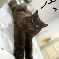 بچه گربه بریتیش|گربه|اندیشه, اندیشه فاز ۱|دیوار