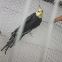 یه جفت عروس