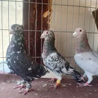 دوتا سار کاکولی نر و یک مامی کرمانی نر