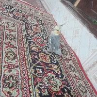 عروس هلندی|پرنده|زنجان, |دیوار