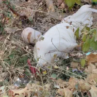 خروس|حیوانات مزرعه|گلپایگان, |دیوار