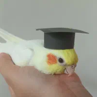 عروس هلندی نر و ماده|پرنده|گرمسار, |دیوار