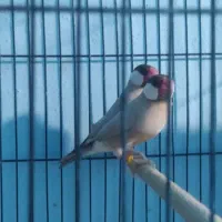 فنچ نرگسی|پرنده|جهرم, |دیوار