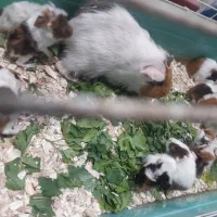 خوکچه هندی|موش و خرگوش|ارومیه, |دیوار