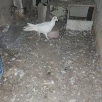 سار نر|پرنده|نیشابور, فضل|دیوار