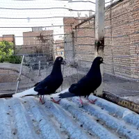 کفتر رنگه فروشی