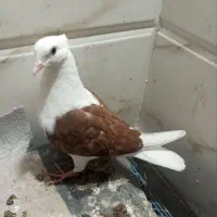 5تا کبوتر اصلی