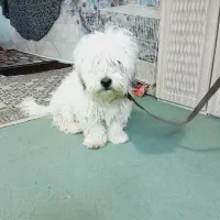 سگ شیتزو بازی گوش|سگ|مشهد, موعود|دیوار