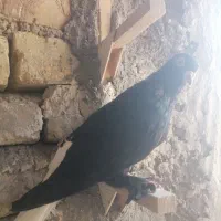 کبوتر|پرنده|مرودشت, گندم‎|دیوار