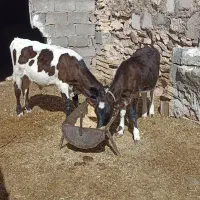 گوساله سیمینتال .|حیوانات مزرعه|اصفهان, شهرستان|دیوار